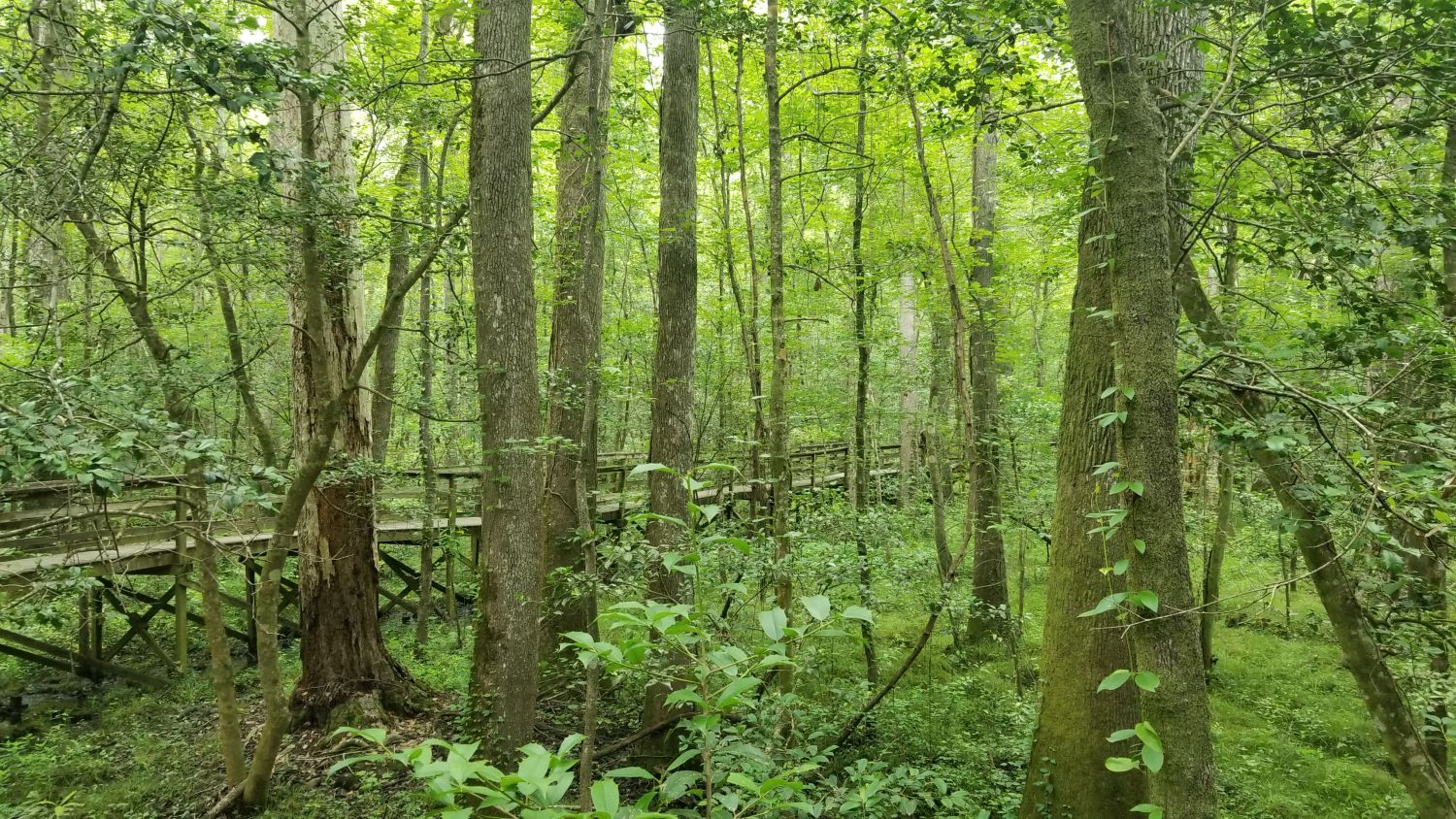 Congaree NP 